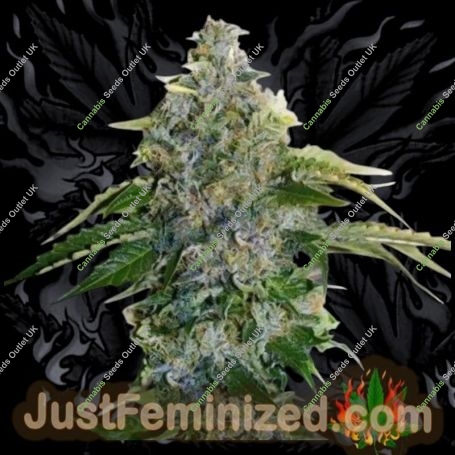 Shiskaberry Marijuana Strain by Just Feminized For Sale Online at Cannabis Seeds Outlet