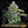 Shiskaberry Marijuana Strain by Just Feminized For Sale Online at Cannabis Seeds Outlet