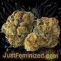 Just Feminized Shiskaberry Smoke Buds Weed Ganja Skunk Dope Pot Images Pics Nuggets