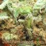 Shiskaberry by Just Feminized THC Content Potency Strength CBD Height Yield Flowering Time Indica Sativa Genetics