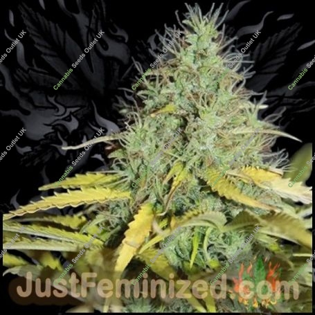 Skunk No1 Auto Marijuana Strain by Just Feminized For Sale Online at Cannabis Seeds Outlet