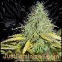 Skunk No1 Auto Marijuana Strain by Just Feminized For Sale Online at Cannabis Seeds Outlet