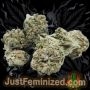 Just Feminized Skunk No1 Auto Smoke Buds Weed Ganja Skunk Dope Pot Images Pics Nuggets