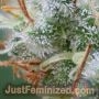 Skunk No1 Auto by Just Feminized THC Content Potency Strength CBD Height Yield Flowering Time Indica Sativa Genetics