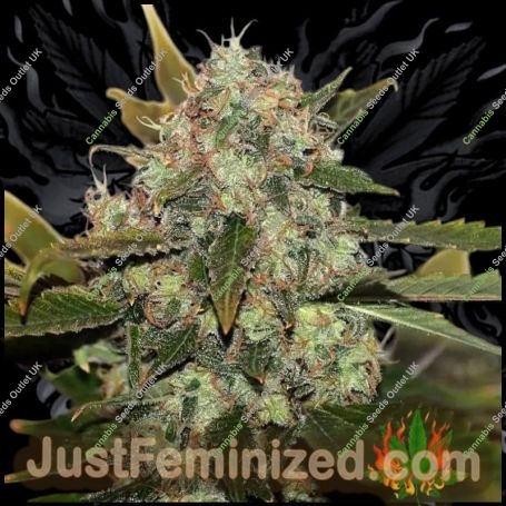 Skunk No1 Marijuana Strain by Just Feminized For Sale Online at Cannabis Seeds Outlet