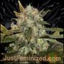 Skunk No1 Marijuana Strain by Just Feminized For Sale Online at Cannabis Seeds Outlet