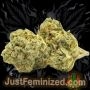 Just Feminized Skunk No1 Smoke Buds Weed Ganja Skunk Dope Pot Images Pics Nuggets