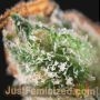 Skunk No1 by Just Feminized THC Content Potency Strength CBD Height Yield Flowering Time Indica Sativa Genetics