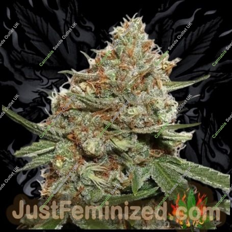 Skunk No11 Marijuana Strain by Just Feminized For Sale Online at Cannabis Seeds Outlet
