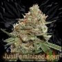Skunk No11 Marijuana Strain by Just Feminized For Sale Online at Cannabis Seeds Outlet