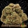 Just Feminized Skunk No11 Smoke Buds Weed Ganja Skunk Dope Pot Images Pics Nuggets