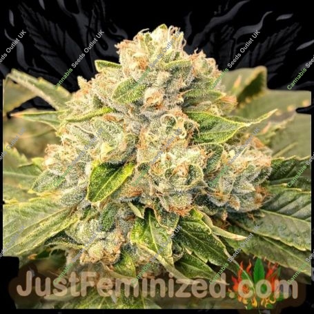 skywalker OG Kush Auto Marijuana Strain by Just Feminized For Sale Online at Cannabis Seeds Outlet