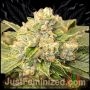 skywalker OG Kush Auto Marijuana Strain by Just Feminized For Sale Online at Cannabis Seeds Outlet