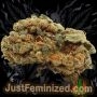 Just Feminized skywalker OG Kush Auto Smoke Buds Weed Ganja Skunk Dope Pot Images Pics Nuggets