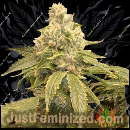 Skywalker OG Kush Marijuana Strain by Just Feminized For Sale Online at Cannabis Seeds Outlet