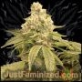 Skywalker OG Kush Marijuana Strain by Just Feminized For Sale Online at Cannabis Seeds Outlet