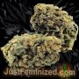 Just Feminized Skywalker OG Kush Smoke Buds Weed Ganja Skunk Dope Pot Images Pics Nuggets