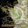 Skywalker OG Kush by Just Feminized THC Content Potency Strength CBD Height Yield Flowering Time Indica Sativa Genetics