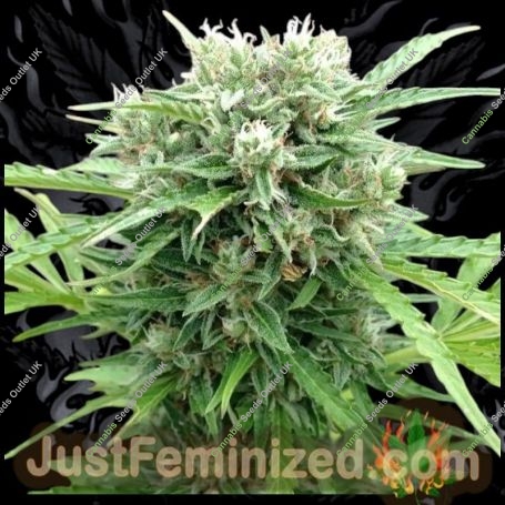 Somango Auto Marijuana Strain by Just Feminized For Sale Online at Cannabis Seeds Outlet