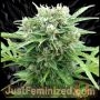 Somango Auto Marijuana Strain by Just Feminized For Sale Online at Cannabis Seeds Outlet