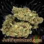 Just Feminized Somango Auto Smoke Buds Weed Ganja Skunk Dope Pot Images Pics Nuggets