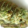 Somango Auto by Just Feminized THC Content Potency Strength CBD Height Yield Flowering Time Indica Sativa Genetics