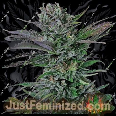 Somango Marijuana Strain by Just Feminized For Sale Online at Cannabis Seeds Outlet