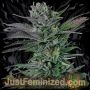 Somango Marijuana Strain by Just Feminized For Sale Online at Cannabis Seeds Outlet