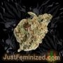 Just Feminized Somango Smoke Buds Weed Ganja Skunk Dope Pot Images Pics Nuggets