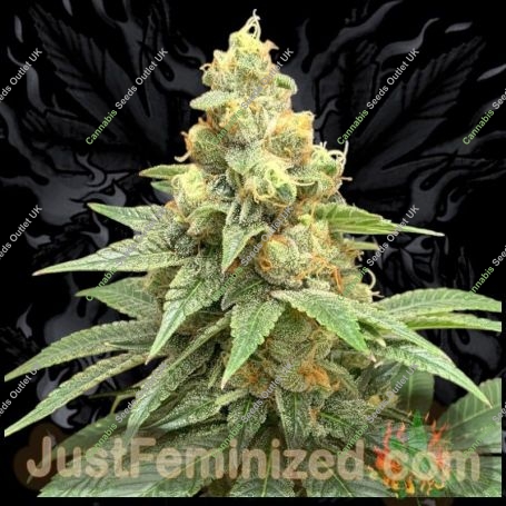 Sour Cheese Marijuana Strain by Just Feminized For Sale Online at Cannabis Seeds Outlet
