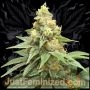 Sour Cheese Marijuana Strain by Just Feminized For Sale Online at Cannabis Seeds Outlet