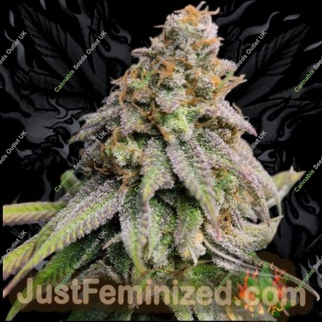 Sour Cookies Gum Auto Marijuana Strain by Just Feminized For Sale Online at Cannabis Seeds Outlet