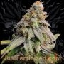 Sour Cookies Gum Auto Marijuana Strain by Just Feminized For Sale Online at Cannabis Seeds Outlet