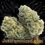 Just Feminized Sour Cookies Gum Auto Smoke Buds Weed Ganja Skunk Dope Pot Images Pics Nuggets