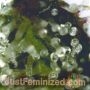 Sour Cookies Gum Auto by Just Feminized THC Content Potency Strength CBD Height Yield Flowering Time Indica Sativa Genetics