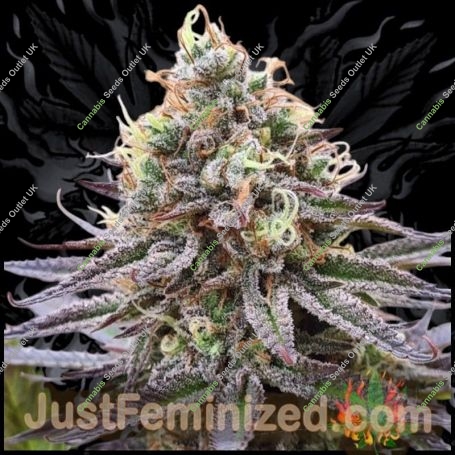 Sour Cookies Gum Marijuana Strain by Just Feminized For Sale Online at Cannabis Seeds Outlet