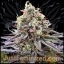 Sour Cookies Gum Marijuana Strain by Just Feminized For Sale Online at Cannabis Seeds Outlet