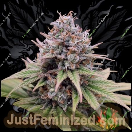Sour Cookies Gum Fast V Marijuana Strain by Just Feminized For Sale Online at Cannabis Seeds Outlet