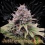 Sour Cookies Gum Fast V Marijuana Strain by Just Feminized For Sale Online at Cannabis Seeds Outlet