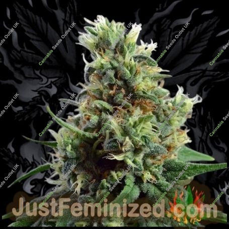 Sour Diesel Auto Marijuana Strain by Just Feminized For Sale Online at Cannabis Seeds Outlet