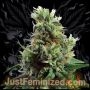 Sour Diesel Auto Marijuana Strain by Just Feminized For Sale Online at Cannabis Seeds Outlet