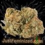 Just Feminized Sour Diesel Auto Smoke Buds Weed Ganja Skunk Dope Pot Images Pics Nuggets