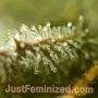 Sour Diesel Auto by Just Feminized THC Content Potency Strength CBD Height Yield Flowering Time Indica Sativa Genetics