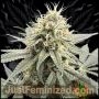 Sour Diesel Marijuana Strain by Just Feminized For Sale Online at Cannabis Seeds Outlet