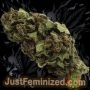 Just Feminized Sour Diesel Smoke Buds Weed Ganja Skunk Dope Pot Images Pics Nuggets