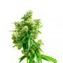 Critical AK47 Auto Female Outlet Cannabis Seeds