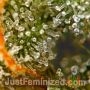 Sour Diesel by Just Feminized THC Content Potency Strength CBD Height Yield Flowering Time Indica Sativa Genetics