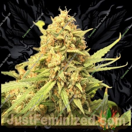 Strawberry Banana Marijuana Strain by Just Feminized For Sale Online at Cannabis Seeds Outlet