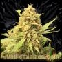 Strawberry Banana Marijuana Strain by Just Feminized For Sale Online at Cannabis Seeds Outlet