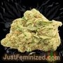 Just Feminized Strawberry Banana Smoke Buds Weed Ganja Skunk Dope Pot Images Pics Nuggets